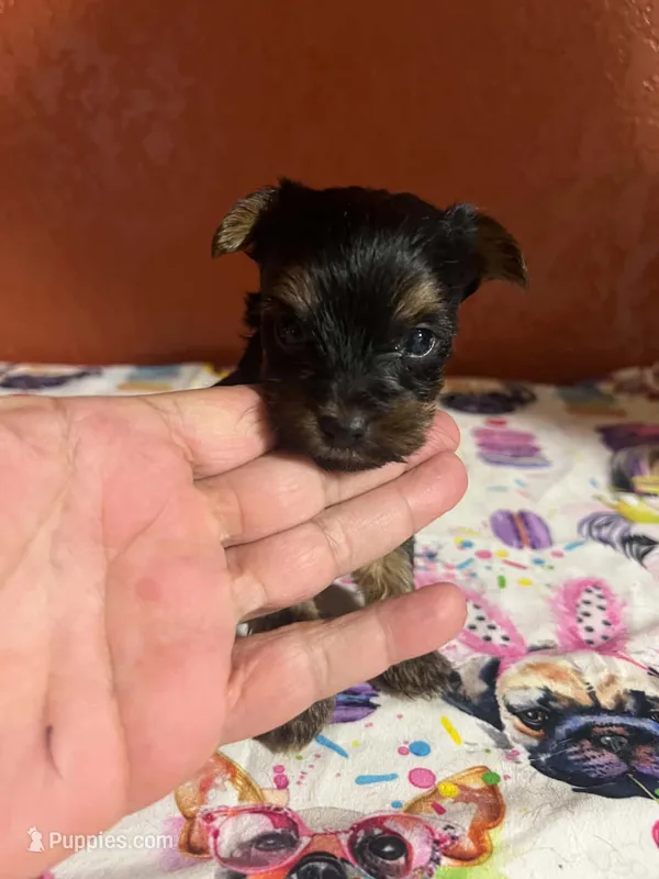 Grace – Yorkshire Terrier puppy for sale in Van Buren, AR