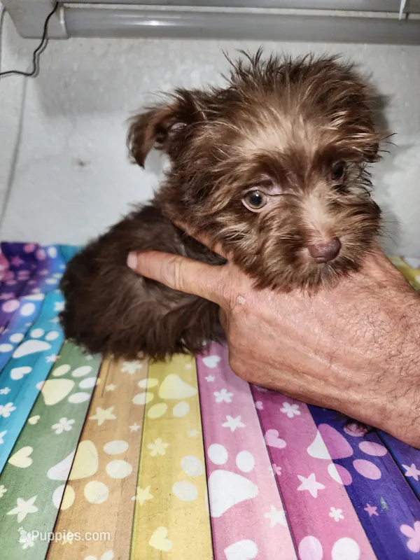 Louie – Yorkshire Terrier puppy for sale in Van Buren, AR