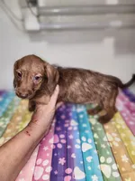 Wally, a male Doxiepoo for sale in Van Buren, AR – 2 of 6