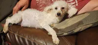 Lil Ann, a female Doxiepoo for sale in Van Buren, AR – 7 of 7