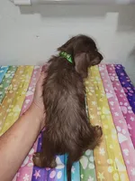 Rolo, a male Doxiepoo for sale in Van Buren, AR – 4 of 6