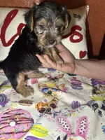 Chester, a male Yorkshire Terrier for sale in Van Buren, AR – Photo 3 of 6