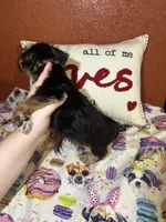 Chester, a male Yorkshire Terrier for sale in Van Buren, AR – Photo 4 of 6