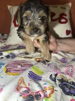 Chester, a male Yorkshire Terrier for sale in Van Buren, AR – Photo 2 of 6