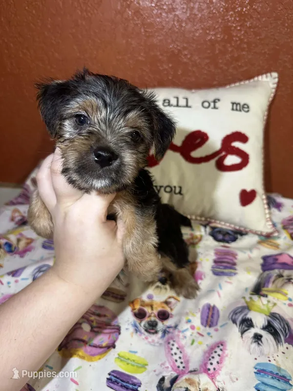 Chester – Yorkshire Terrier puppy for sale in Van Buren, AR