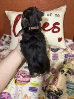 Chester, a male Yorkshire Terrier for sale in Van Buren, AR – Photo 5 of 6