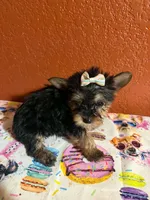 Diva, a female Yorkipoo for sale in Van Buren, AR – 2 of 5
