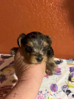 Alfie, a male Yorkshire Terrier for sale in Van Buren, AR – 5 of 9