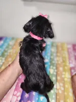 Gigi, a female Doxiepoo for sale in Van Buren, AR – 4 of 6