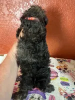 Keke, a female Yorkipoo for sale in Van Buren, AR – 4 of 8