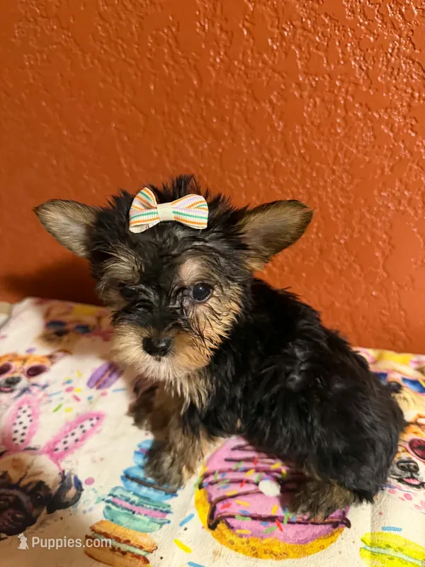 Diva – Yorkipoo puppy for sale in Van Buren, AR