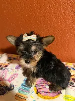 Diva, a female Yorkipoo for sale in Van Buren, AR – 1 of 5
