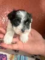 Porter, a male Yorkipoo for sale in Van Buren, AR – 2 of 8