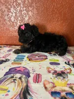 Dixie, a female Yorkipoo for sale in Van Buren, AR – 3 of 7