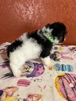 BabyBoy, a male Yorkipoo for sale in Van Buren, AR – 2 of 7