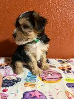 Bear, a male Yorkipoo for sale in Van Buren, AR – 4 of 4
