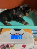 Alfie, a male Yorkshire Terrier for sale in Van Buren, AR – 6 of 9