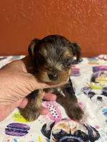 Alfie, a male Yorkshire Terrier for sale in Van Buren, AR – 1 of 9