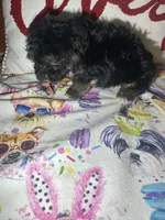 Milo, a male Yorkshire Terrier for sale in Van Buren, AR – Photo 5 of 7