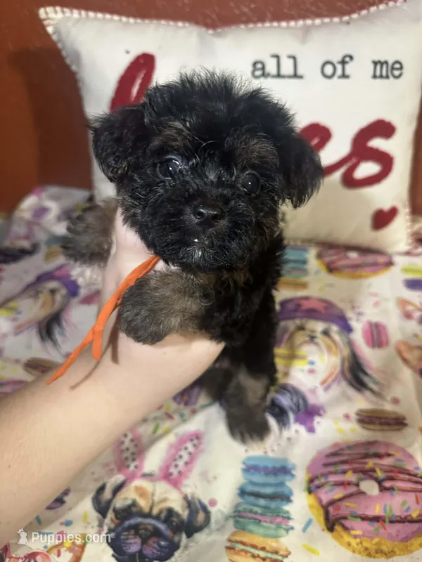 Milo – Yorkshire Terrier puppy for sale in Van Buren, AR