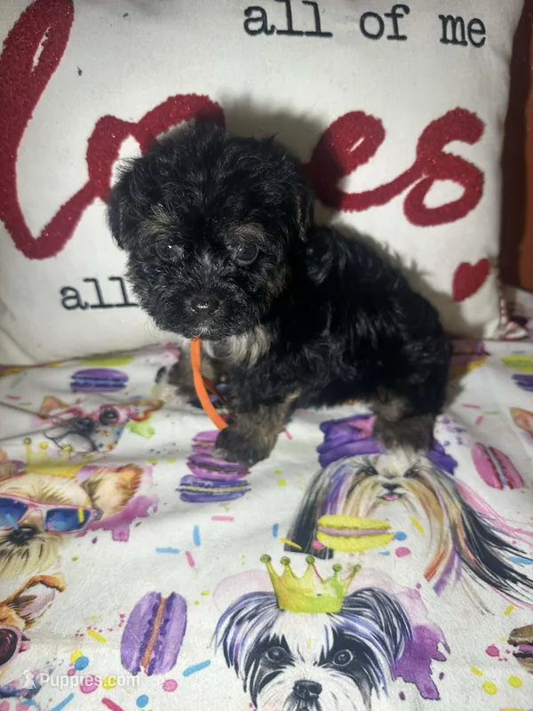 Milo – Yorkshire Terrier puppy for sale in Van Buren, AR