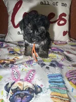 Milo, a male Yorkshire Terrier for sale in Van Buren, AR – Photo 3 of 7