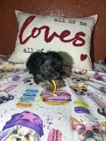 Bruce, a male Yorkipoo for sale in Van Buren, AR – Photo 5 of 6