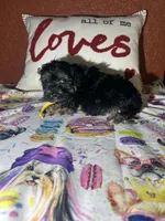 Bruce, a male Yorkipoo for sale in Van Buren, AR – Photo 2 of 6