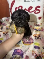Bruce, a male Yorkipoo for sale in Van Buren, AR – Photo 1 of 6
