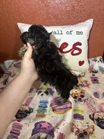 Bruce, a male Yorkipoo for sale in Van Buren, AR – Photo 6 of 6