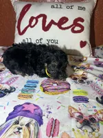 Bruce, a male Yorkipoo for sale in Van Buren, AR – Photo 4 of 6