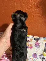 Alfie, a male Yorkshire Terrier for sale in Van Buren, AR – 4 of 9