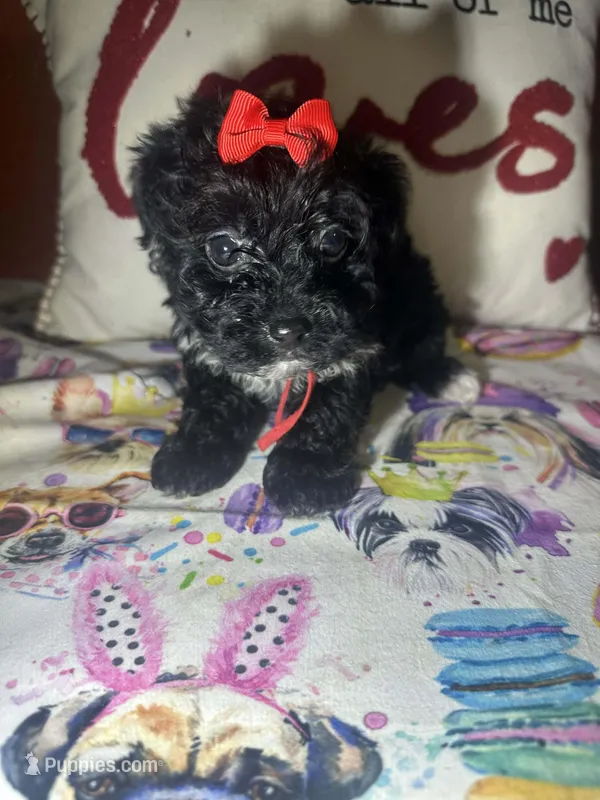 Ruby – Yorkshire Terrier puppy for sale in Van Buren, AR