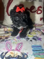 Ruby, a female Yorkshire Terrier for sale in Van Buren, AR – Photo 1 of 6