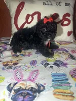 Ruby, a female Yorkshire Terrier for sale in Van Buren, AR – Photo 3 of 6