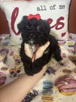 Ruby, a female Yorkshire Terrier for sale in Van Buren, AR – Photo 2 of 6