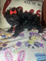 Ruby, a female Yorkshire Terrier for sale in Van Buren, AR – Photo 4 of 6