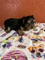 Tucker, a male Yorkshire Terrier for sale in Van Buren, AR – 2 of 8