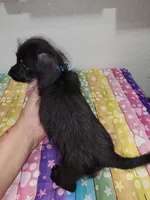 Ziggy, a male Doxiepoo for sale in Van Buren, AR – 3 of 5