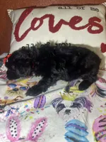 KayKay, a female Yorkipoo for sale in Van Buren, AR – Photo 2 of 6