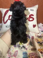 KayKay, a female Yorkipoo for sale in Van Buren, AR – Photo 6 of 6