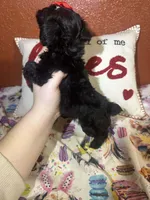 KayKay, a female Yorkipoo for sale in Van Buren, AR – Photo 5 of 6