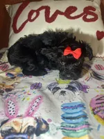 KayKay, a female Yorkipoo for sale in Van Buren, AR – Photo 3 of 6