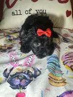 KayKay, a female Yorkipoo for sale in Van Buren, AR – Photo 4 of 6