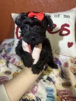 KayKay, a female Yorkipoo for sale in Van Buren, AR – Photo 1 of 6