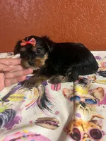 Lexi, a female Yorkshire Terrier for sale in Van Buren, AR – 3 of 8