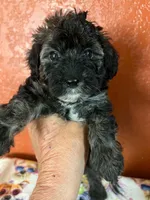 Keke, a female Yorkipoo for sale in Van Buren, AR – 5 of 8
