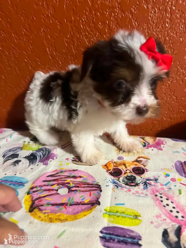 Gidget – Yorkshire Terrier puppy for sale in Van Buren, AR