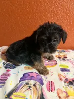 Milo, a male Yorkipoo for sale in Van Buren, AR – 3 of 4
