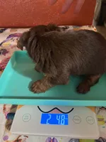 scooby doo, a male Yorkshire Terrier for sale in Van Buren, AR – 6 of 8